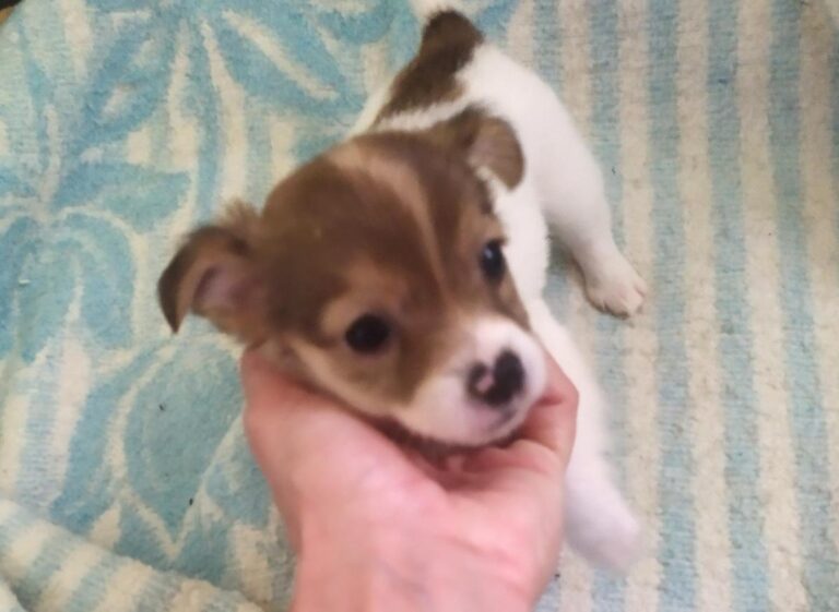 multimedia-foto76017-82-1