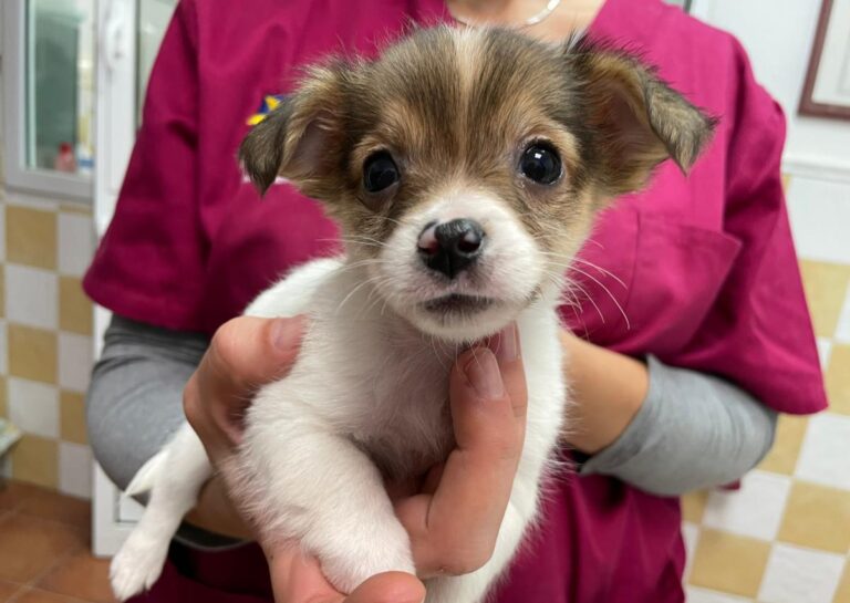 multimedia-foto76019-83-1