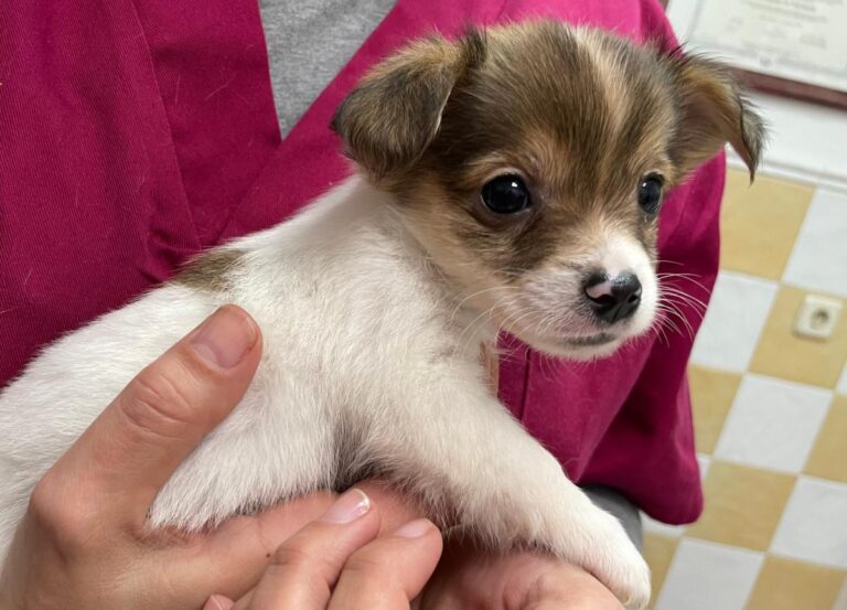 multimedia-foto76020-83-1