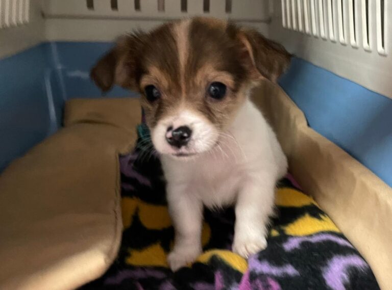 multimedia-foto76021-83-1