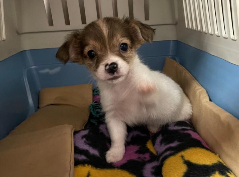 multimedia-foto76022-83-1