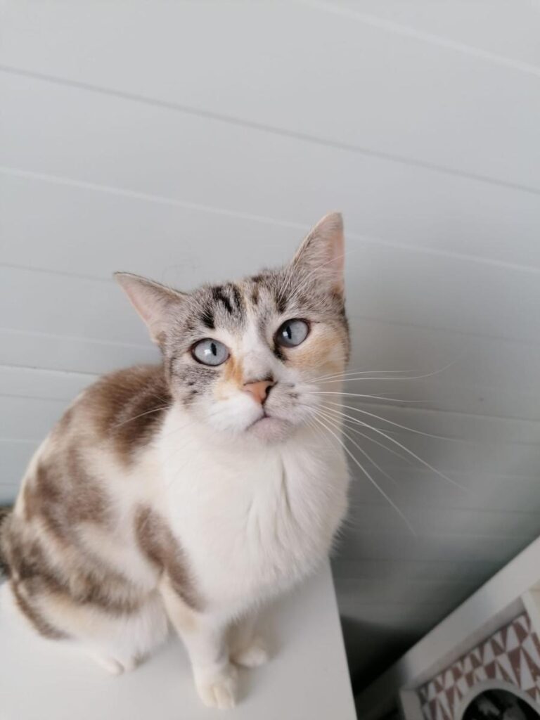 multimedia-foto76048-577-1