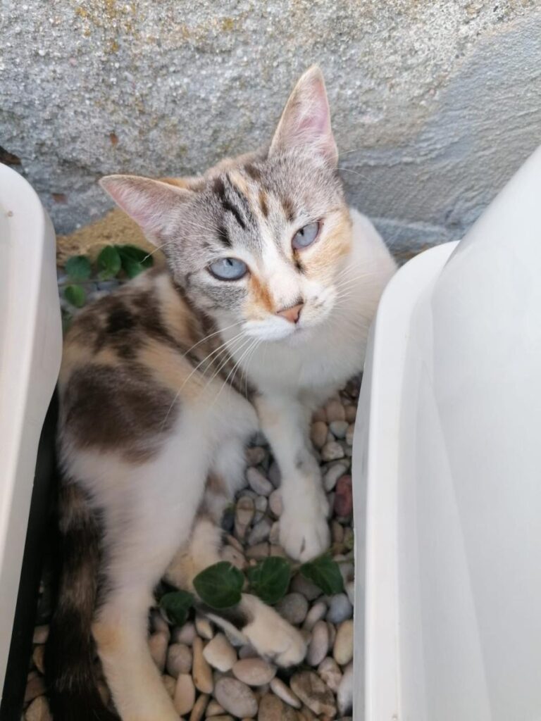 multimedia-foto76051-578-1