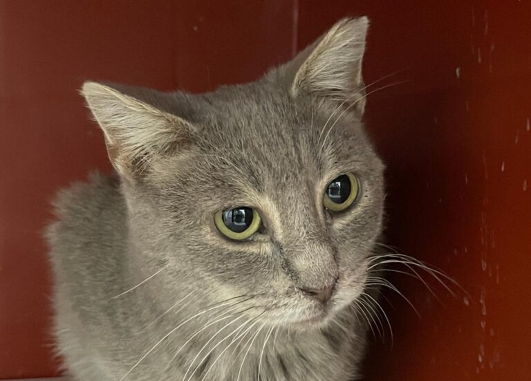 multimedia-foto76055-273-1