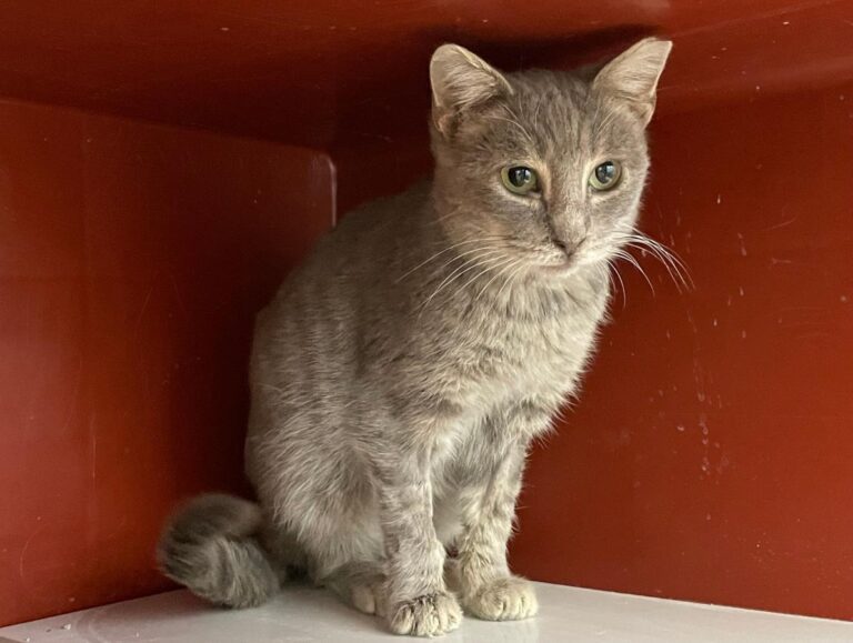 multimedia-foto76056-273-1