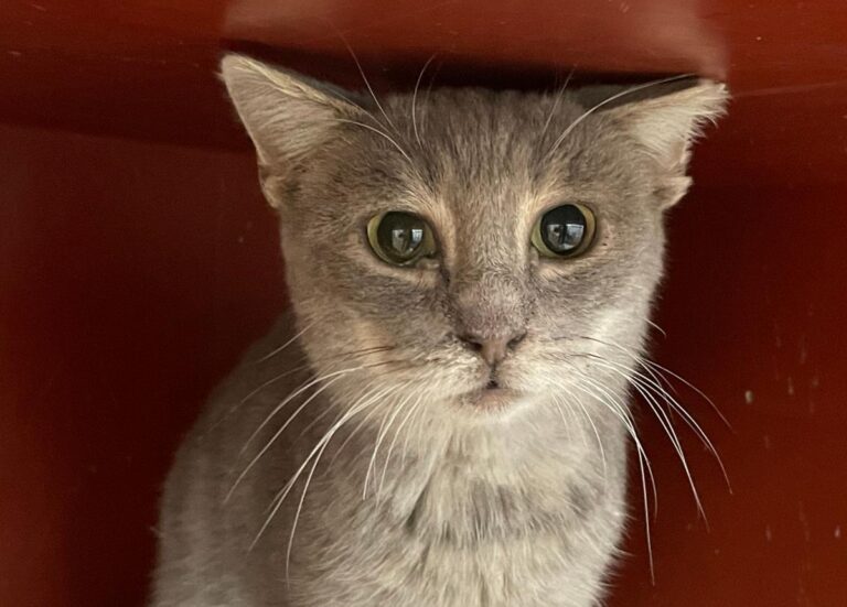 multimedia-foto76059-274-1