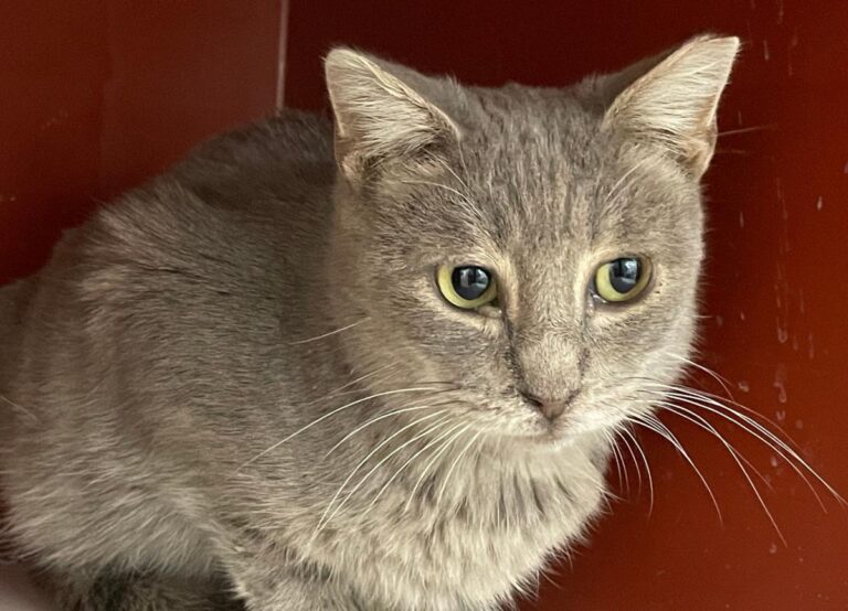 multimedia-foto76060-274-1