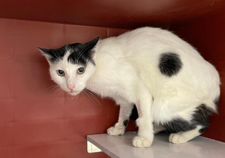 multimedia-foto76061-999-1