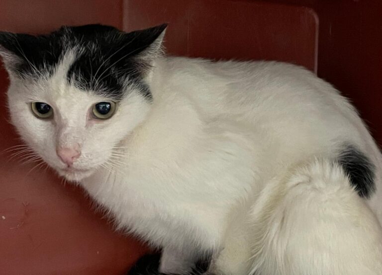 multimedia-foto76063-1000-1