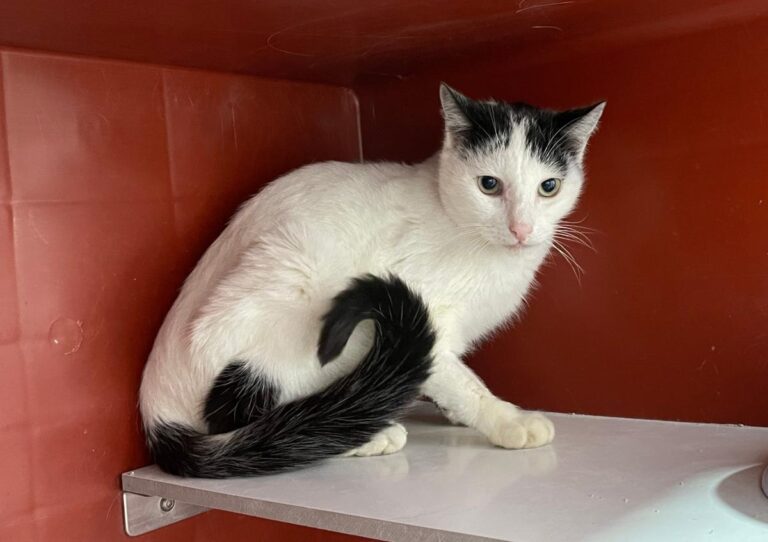 multimedia-foto76066-1000-1