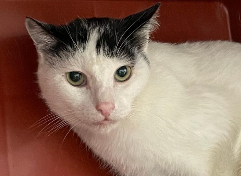 multimedia-foto76067-1000-1