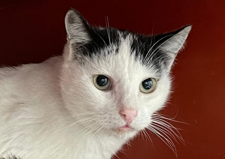 multimedia-foto76068-1-1