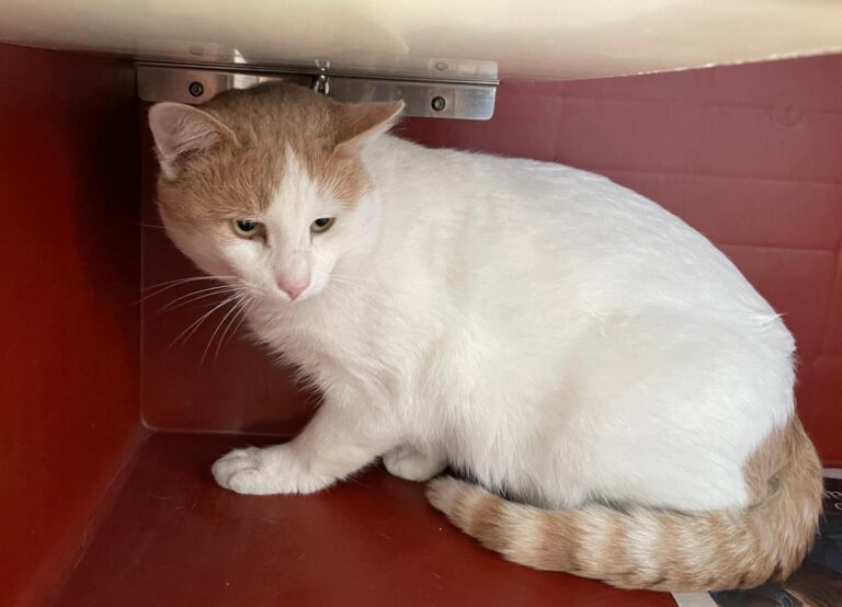 multimedia-foto76075-635-1