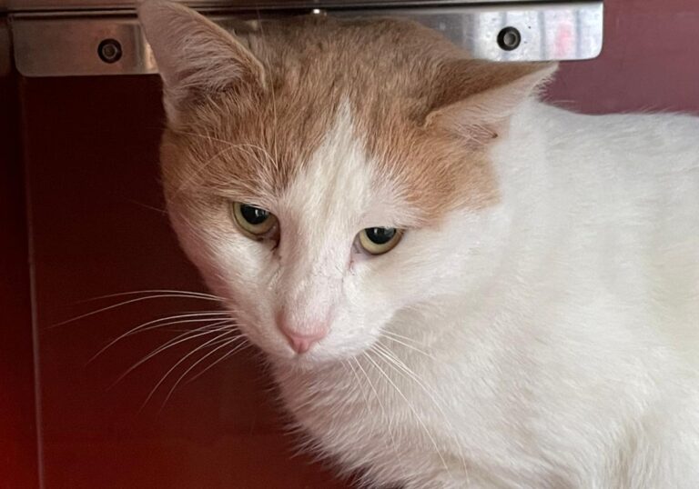 multimedia-foto76076-635-1