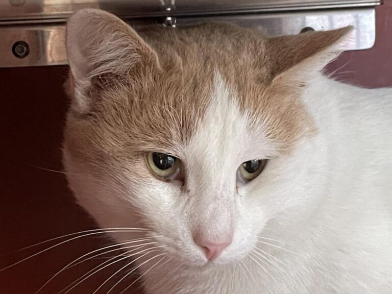 multimedia-foto76077-635-1