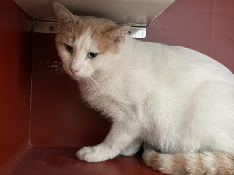 multimedia-foto76078-636-1