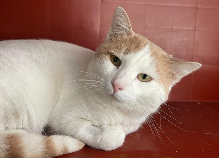 multimedia-foto76079-636-1