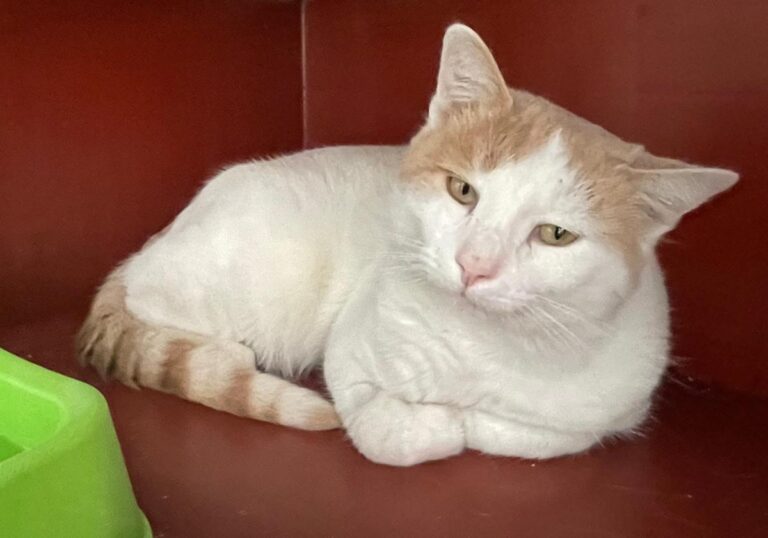 multimedia-foto76080-636-1