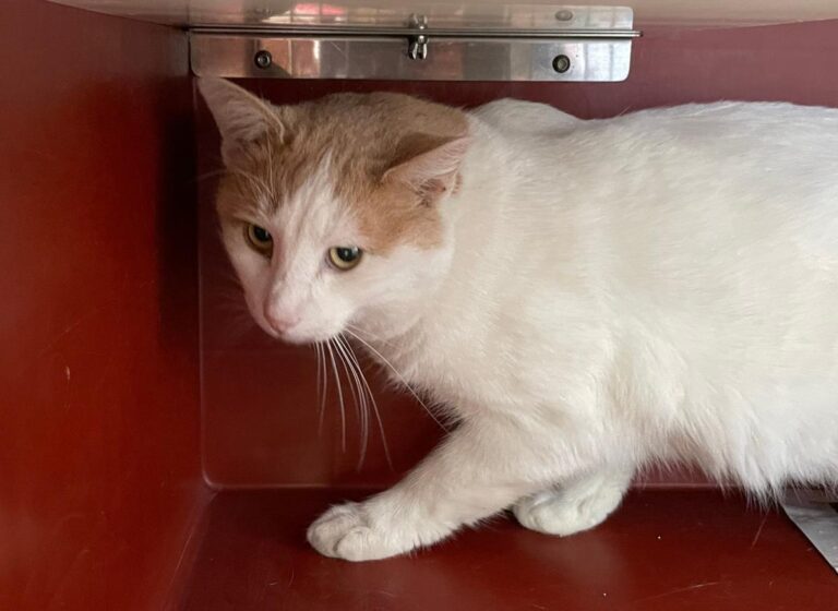 multimedia-foto76081-636-1