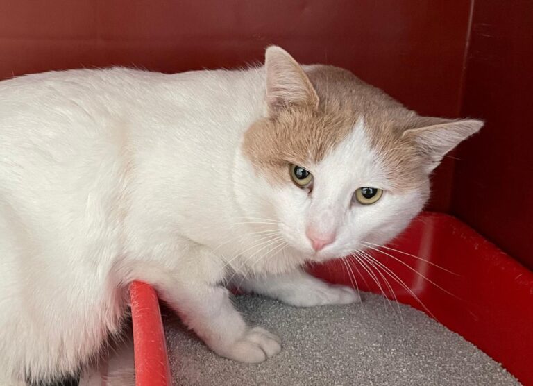 multimedia-foto76082-636-1