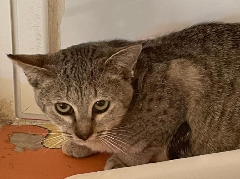 multimedia-foto76099-223-1