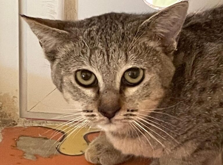 multimedia-foto76100-223-1