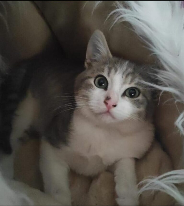 multimedia-foto76102-375-1