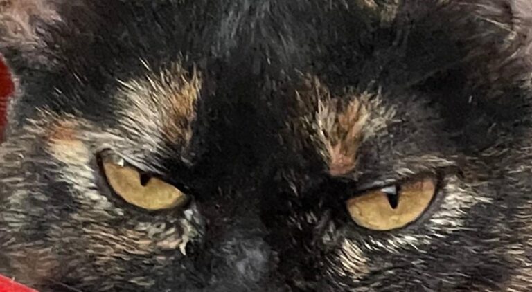 multimedia-foto76104-454-1