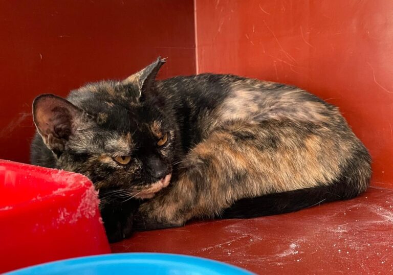 multimedia-foto76105-454-1