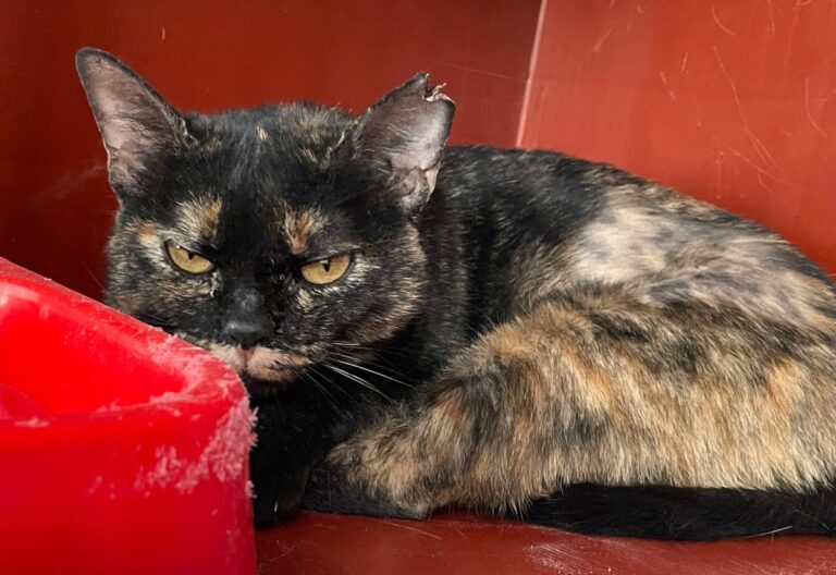 multimedia-foto76106-454-1