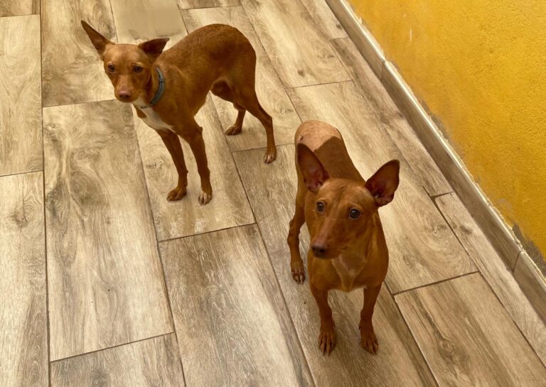 multimedia-foto76109-689-1