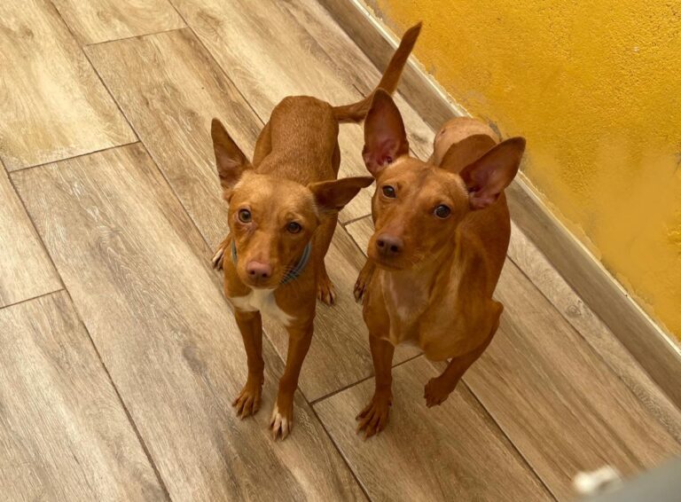 multimedia-foto76110-689-1