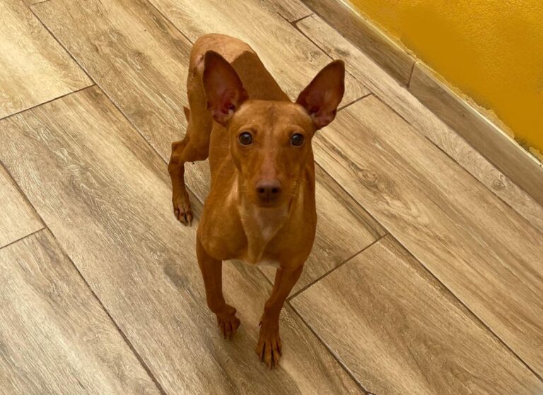 multimedia-foto76112-690-1