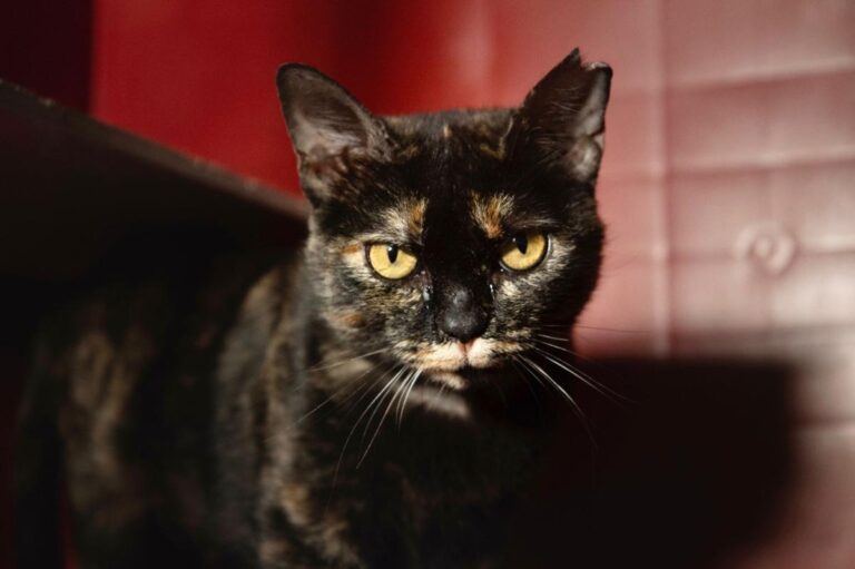 multimedia-foto76133-489-1