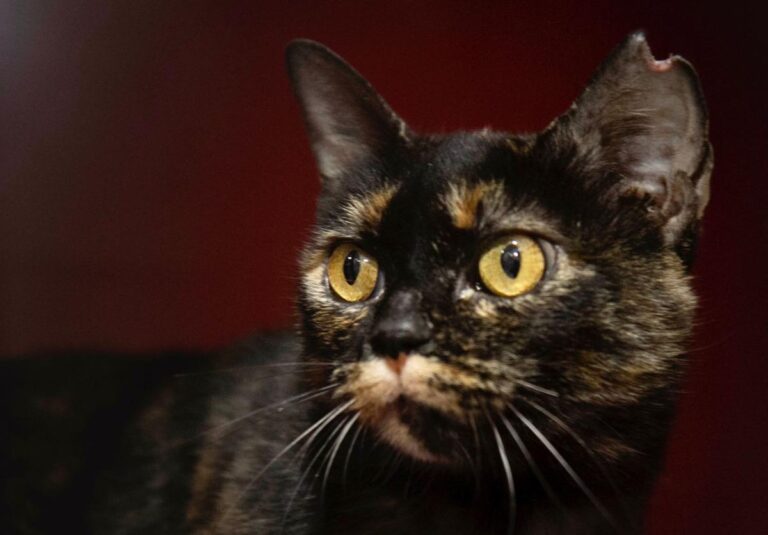 multimedia-foto76134-489-1