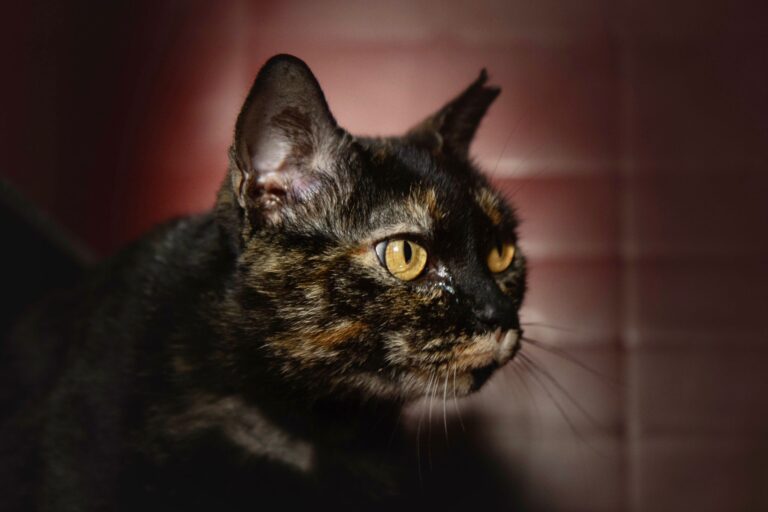 multimedia-foto76135-978-1