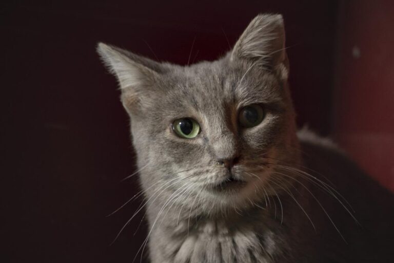 multimedia-foto76159-405-1