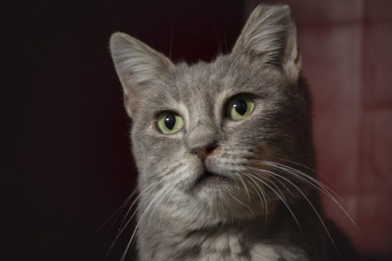 multimedia-foto76161-405-1