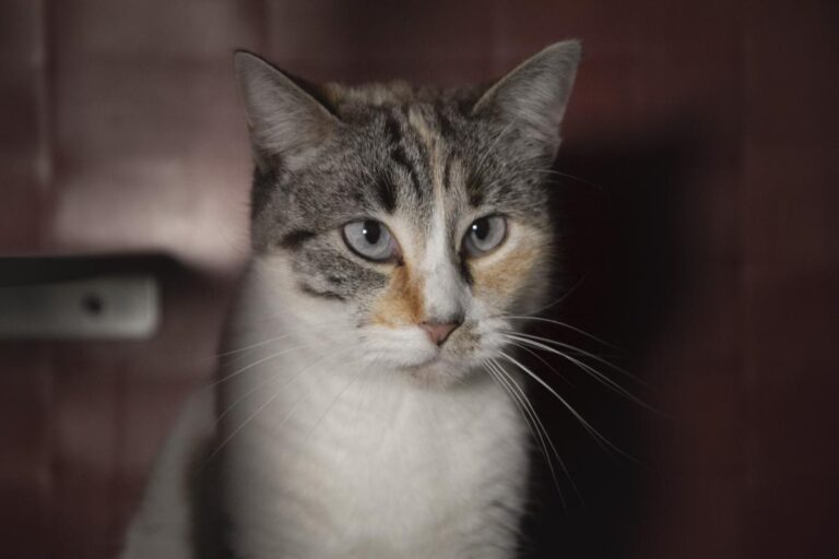 multimedia-foto76162-491-1