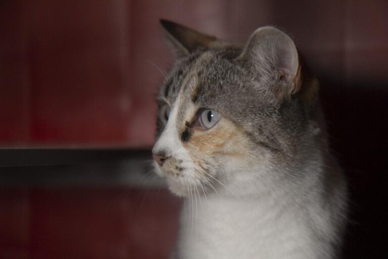 multimedia-foto76163-491-1