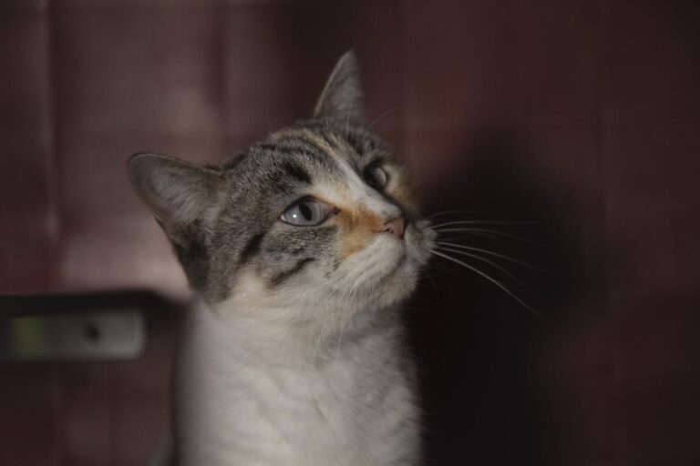 multimedia-foto76164-491-1