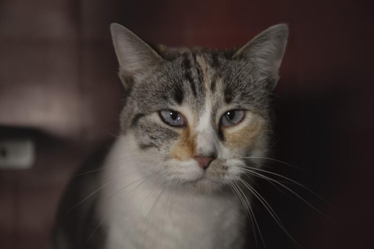 multimedia-foto76165-491-1