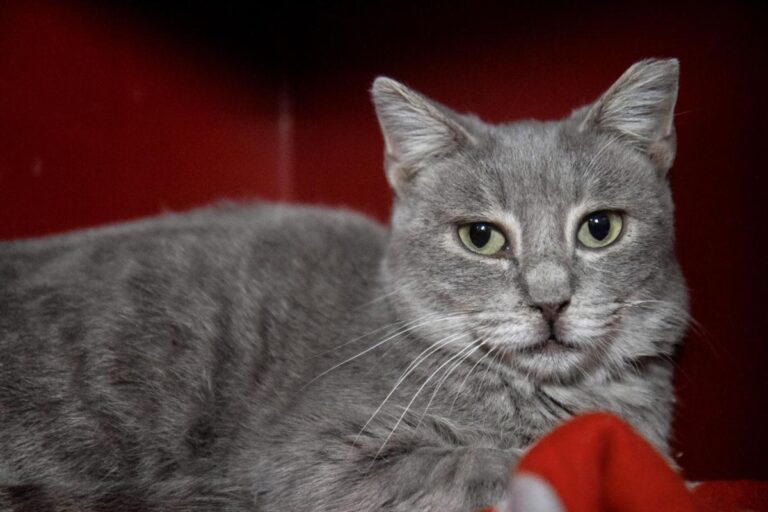 multimedia-foto76168-664-1