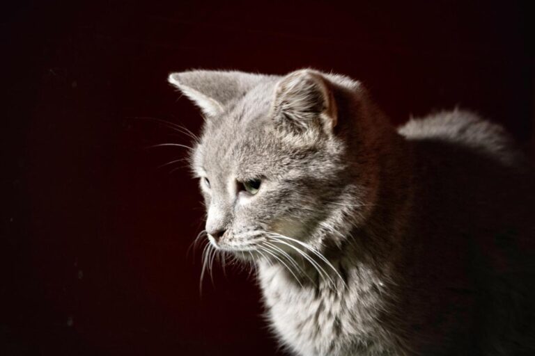 multimedia-foto76169-664-1