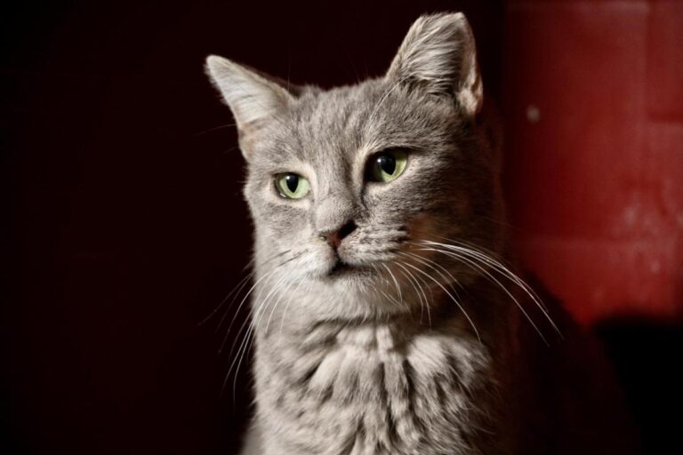 multimedia-foto76170-664-1