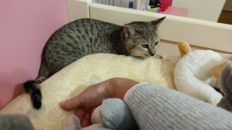 multimedia-foto76173-236-1