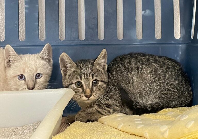 multimedia-foto76189-852-1