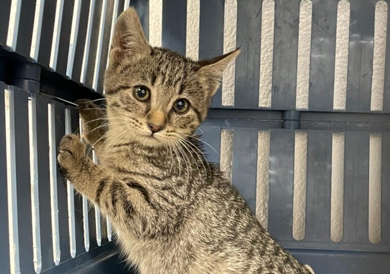 multimedia-foto76190-852-1