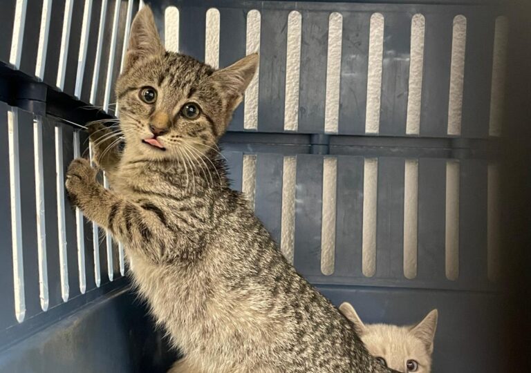 multimedia-foto76191-852-1