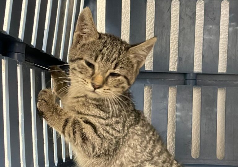 multimedia-foto76192-853-1